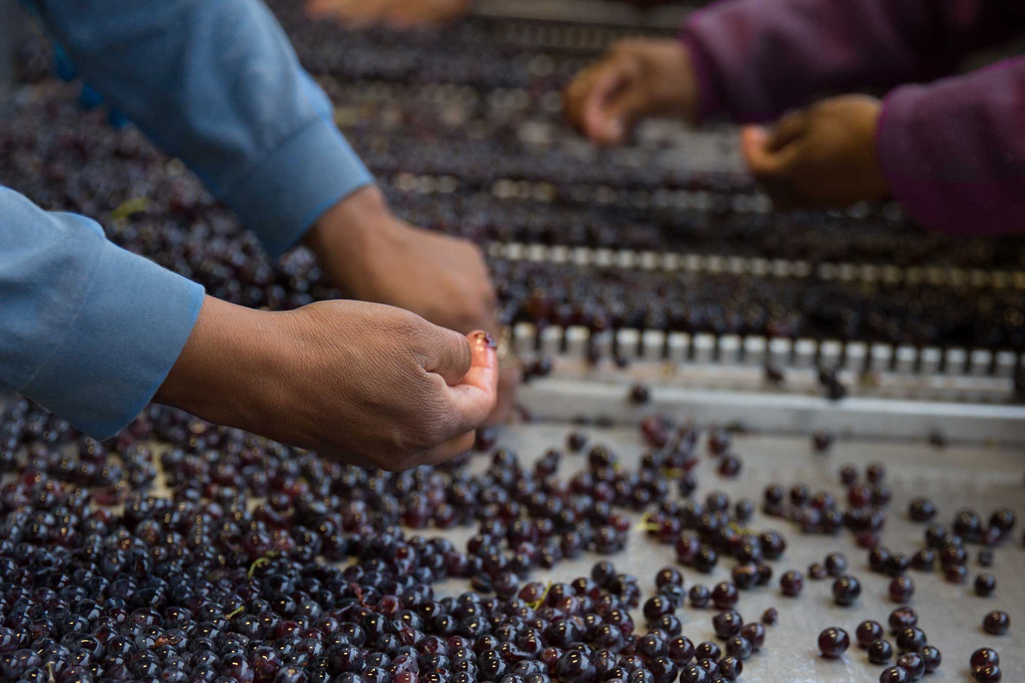 farmers sorting grapes